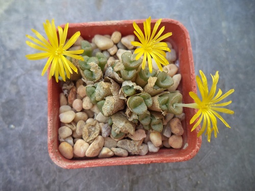 Greatest Conophytum Varieties