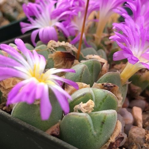 best Types of Conophytum Varieties