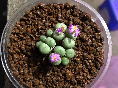Amazing Best Types of Conophytum Varieties