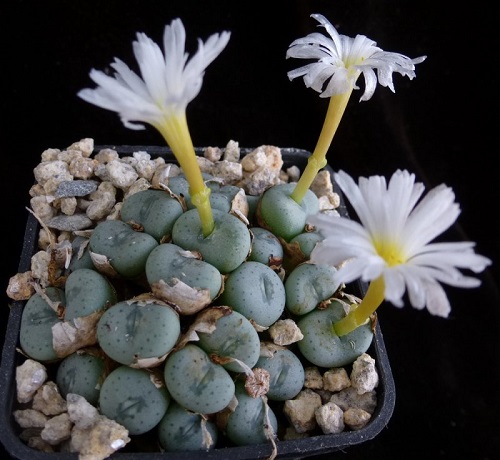  Types of Conophytum Varieties