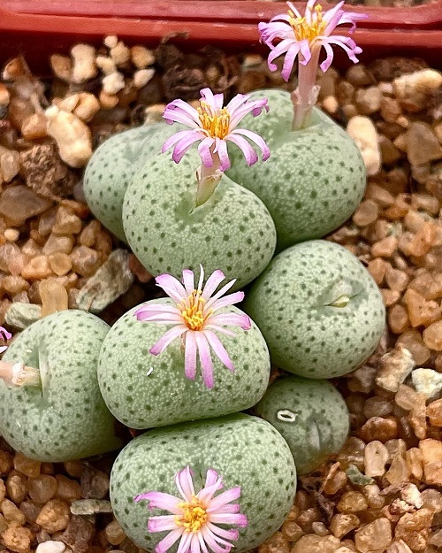 Greatest Conophytum Varieties