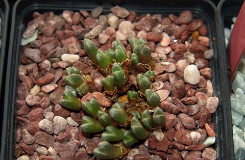 Best Types of Conophytum Varieties