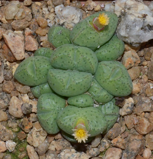 lovely The Greatest Conophytum Varieties