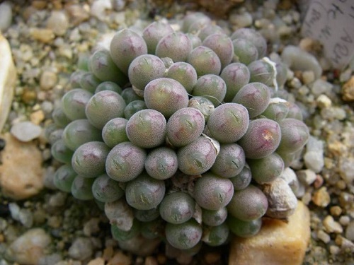  Types of Conophytum Varieties