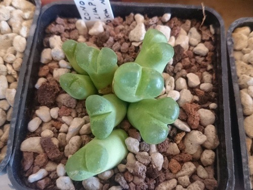 Amazing Best Types of Conophytum Varieties