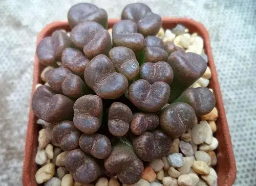 top Best Types of Conophytum Varieties