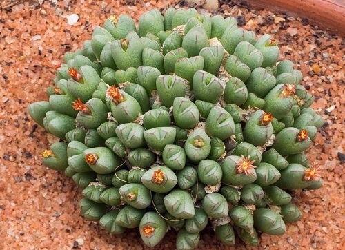 best Top Conophytum Varieties Types