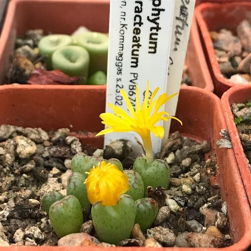  Types of Conophytum Varieties