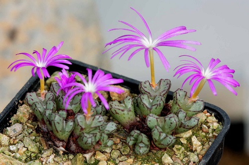 best The Greatest Conophytum Varieties