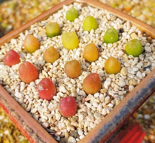 The Greatest Conophytum Varieties 