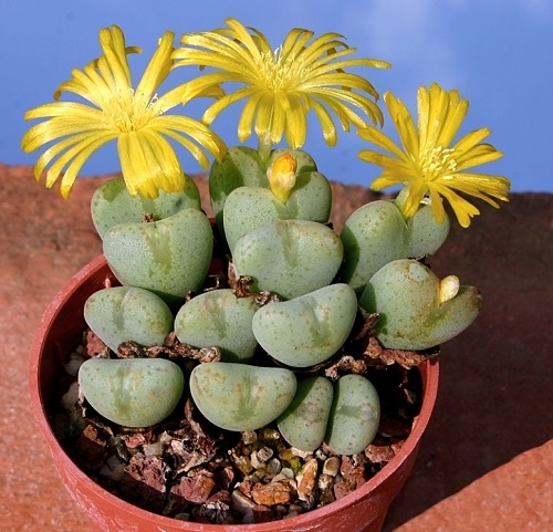 Top Conophytum Varieties Types