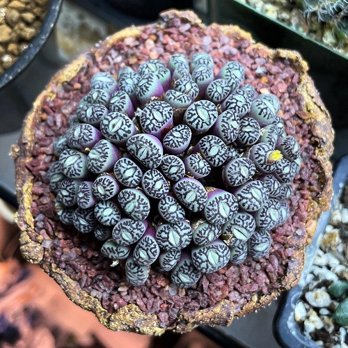 Greatest Conophytum Varieties
