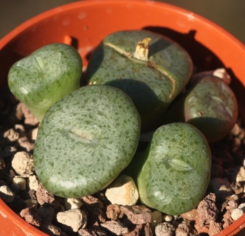  Types of Conophytum Varieties