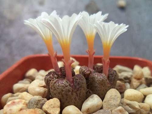 top Best Types of Conophytum Varieties