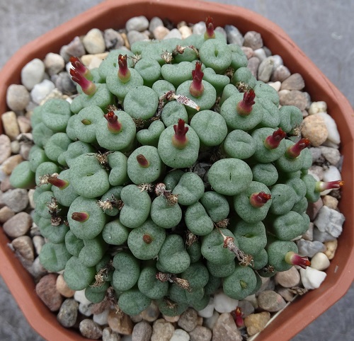 best The Greatest Conophytum Varieties