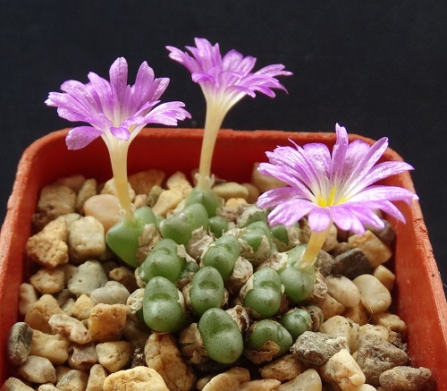 Greatest Conophytum Varieties