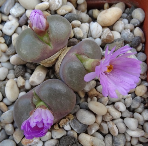 Top Conophytum Varieties Types 