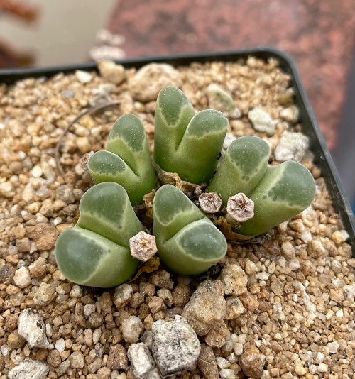 Top Conophytum Varieties Types