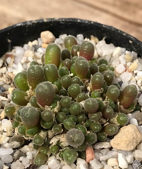  Types of Conophytum Varieties