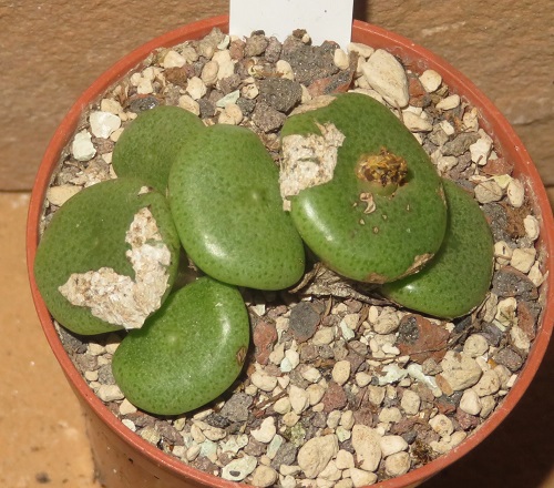 best Types of Conophytum Varieties
