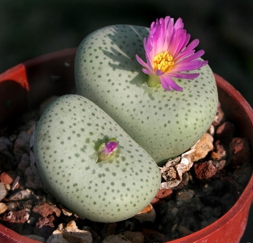 best Top Conophytum Varieties Types