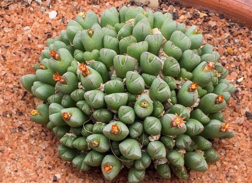  Types of Conophytum Varieties
