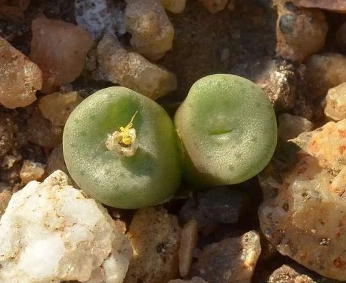 Top Conophytum Varieties Types 