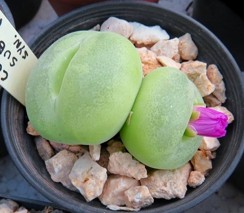 best Top Conophytum Varieties Types