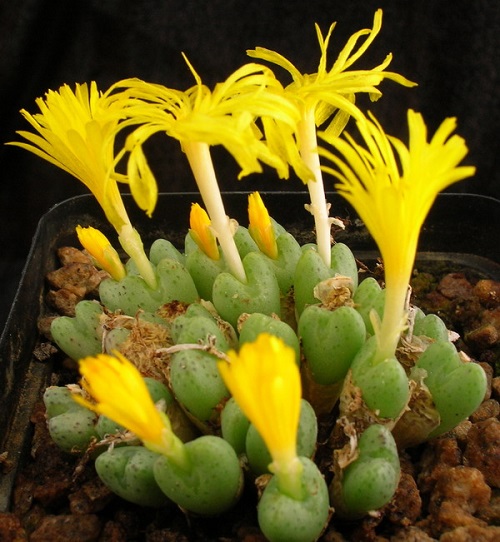 best Top Conophytum Varieties Types 