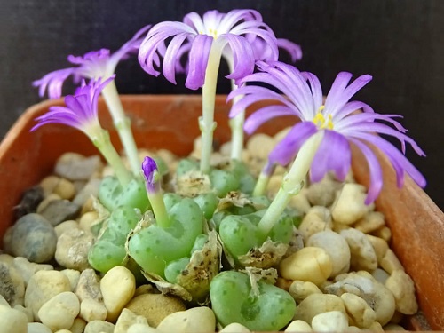  Types of Conophytum Varieties