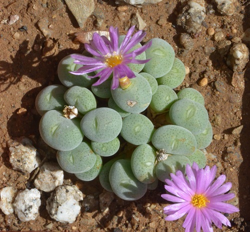  Types of Conophytum Varieties in garden