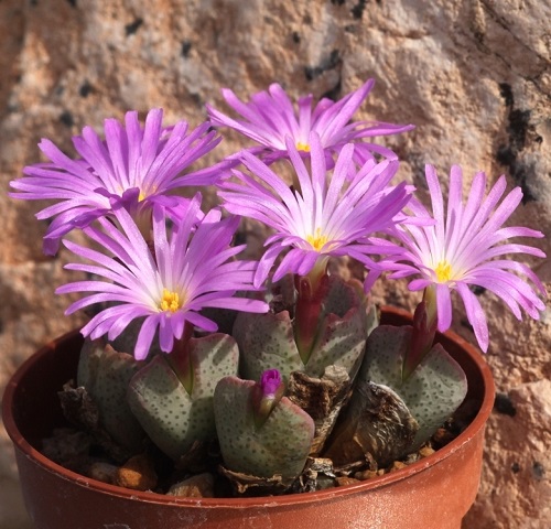 Amazing Best Types of Conophytum Varieties