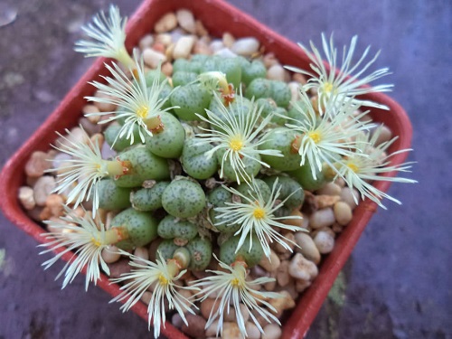 Top Conophytum Varieties Types