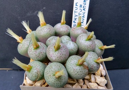 best Top Conophytum Varieties Types