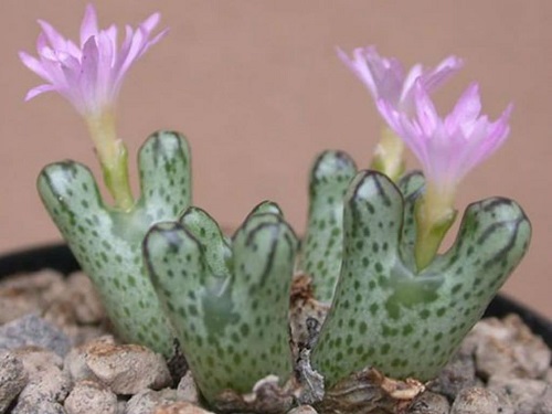 Top Conophytum Varieties Types
