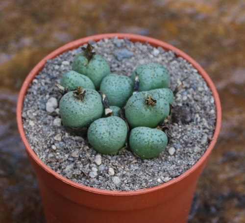  Types of Conophytum Varieties