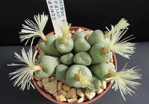top Best Types of Conophytum Varieties