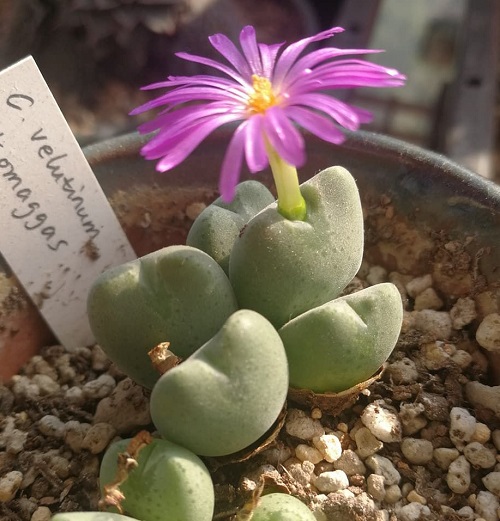 The Greatest Conophytum Varieties 
