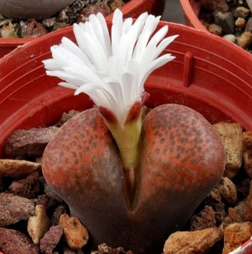  Types of Conophytum Varieties