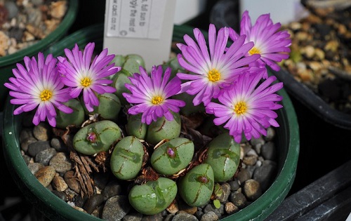 best The Greatest Conophytum Varieties