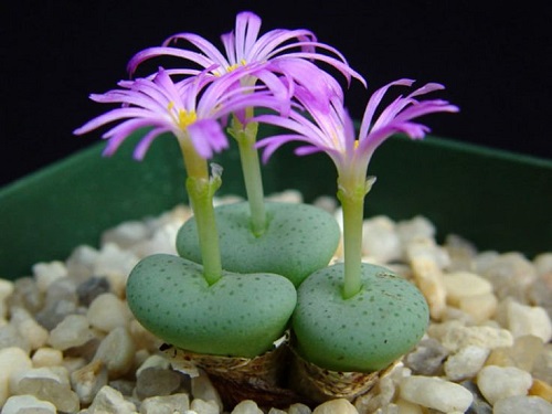 top Best Types of Conophytum Varieties