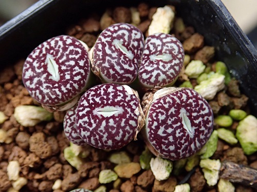 best The Greatest Conophytum Varieties 
