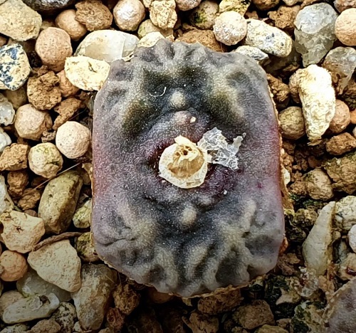 best The Greatest Conophytum Varieties 