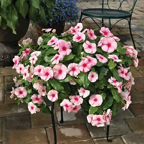 top Annual Flowers that Bloom Throughout the Summer
