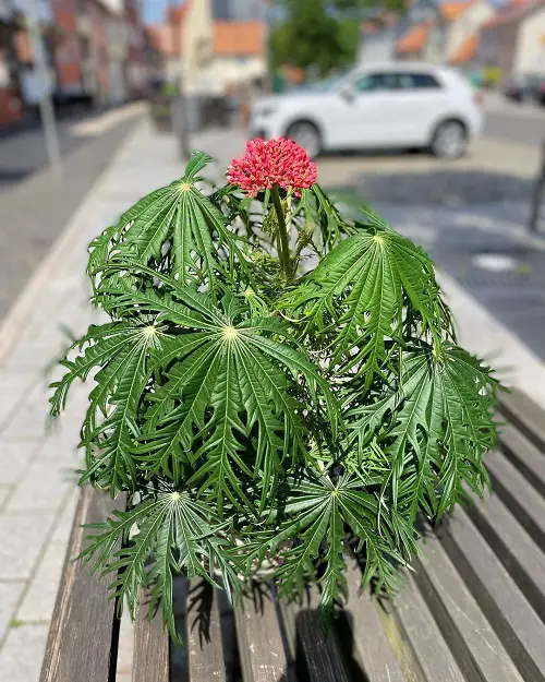 How to Grow Coral Plant