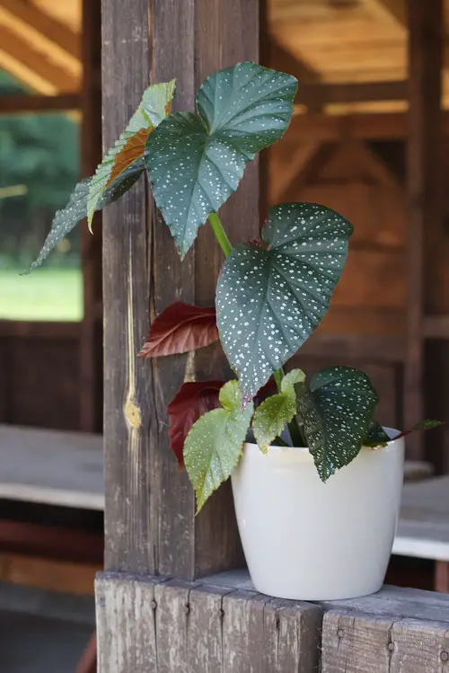 Begonia Lucerna Care 