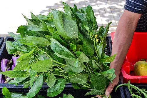 Egyptian Spinach Care