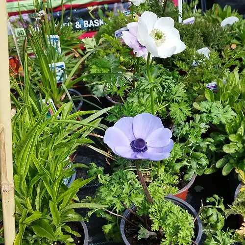 Blue Flower Names with Pictures