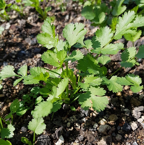 cilentro and okra companions 