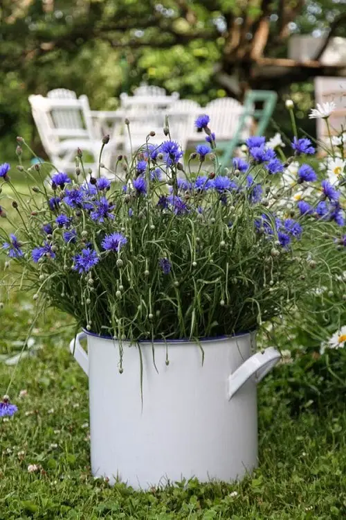 Best Polish Flowers for the Garden